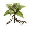 Nearly Natural 6230-S3 10” Succulent Artificial Plant with Roots (Set of 3)